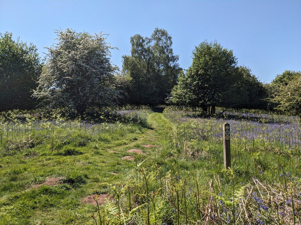 Bluebells on Merbach Hill Common